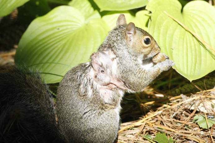 Фото животных из будущего