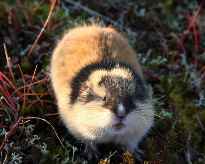 Лесной лемминг