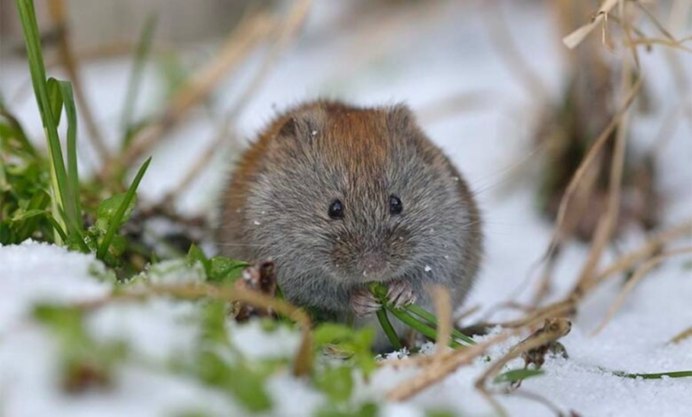 Сардинская пищуха