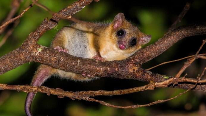 Тигр флемен