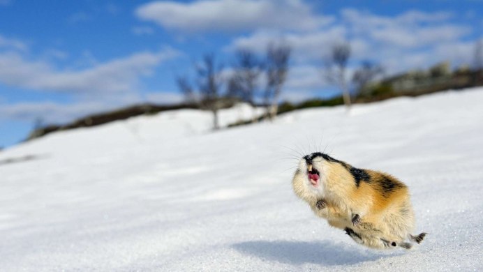 Лемминг Виноградова остров Врангеля