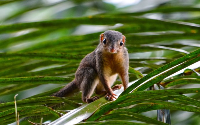 Толстохвостая сумчатая Соня