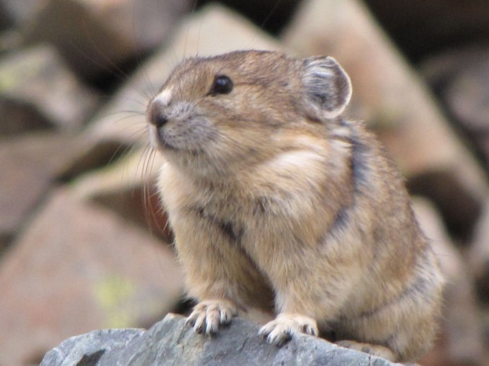 Лесная куница Приокско-Террасный заповедник