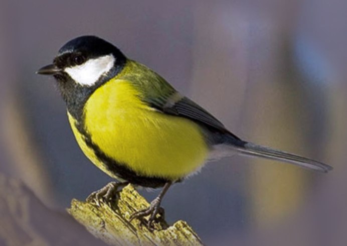 Blue Titmouse