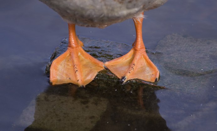 Ноги водоплавающих птиц
