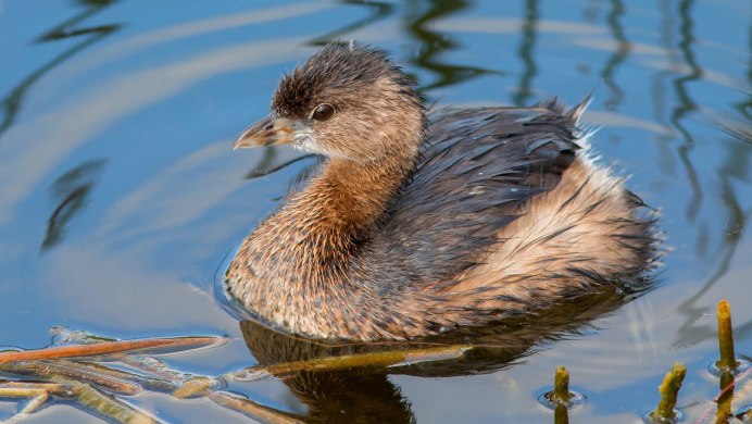 Лапы водоплавающих птиц
