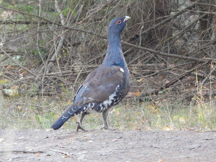 Black-billed Capercaillie