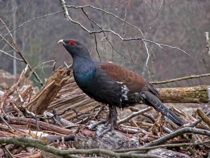 Глухарь (Tetrao urogallus)