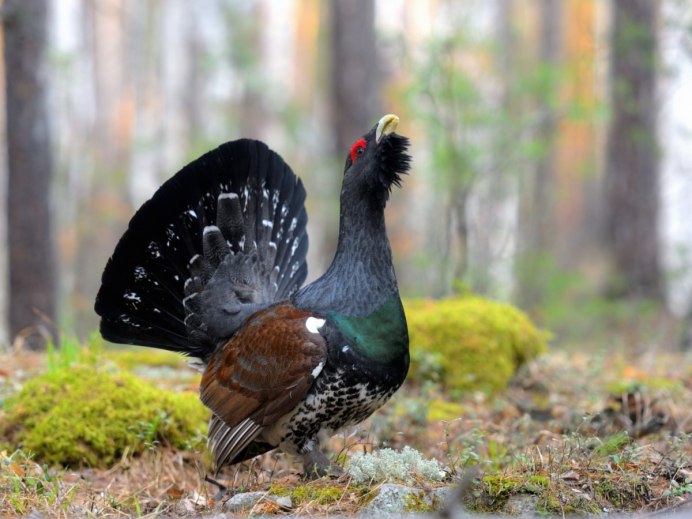 Глухарь (Tetrao urogallus)