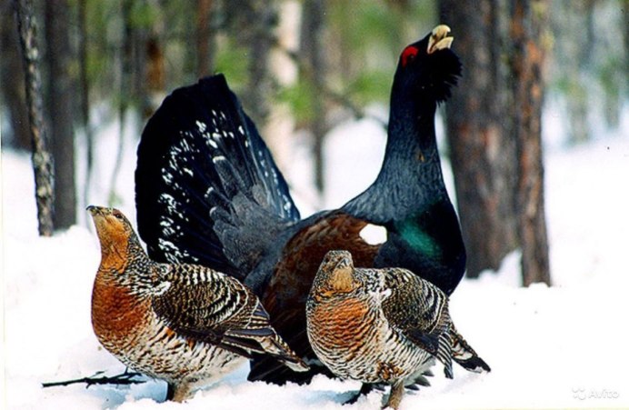 Capercaillie птица