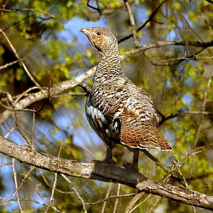 Tetrao urogallus самец и самка