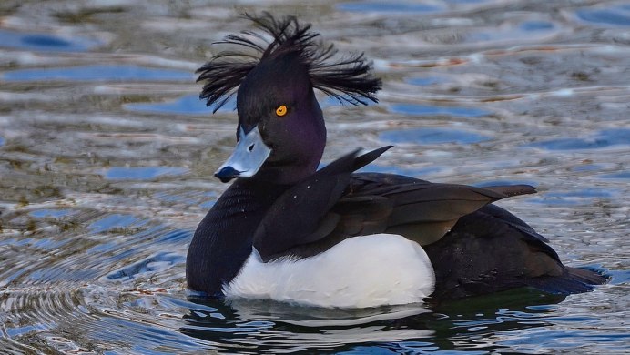 Чибис Vanellus Vanellus