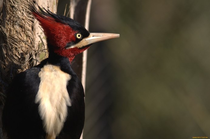 Хохлатая Дикая утка