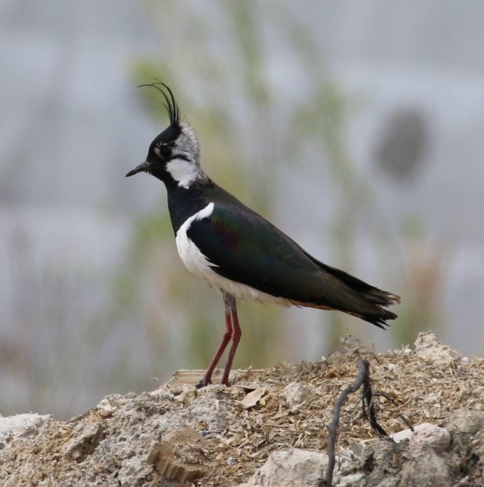 Желна белобрюхая корейская