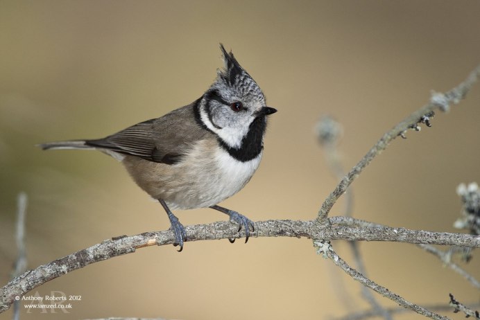 Птица с хохолком