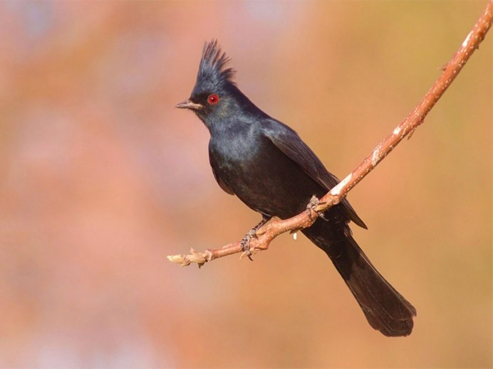 Чёрный шелковистый свиристель