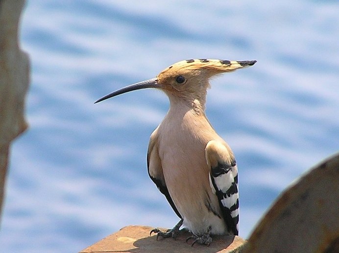 Удод Сибирский