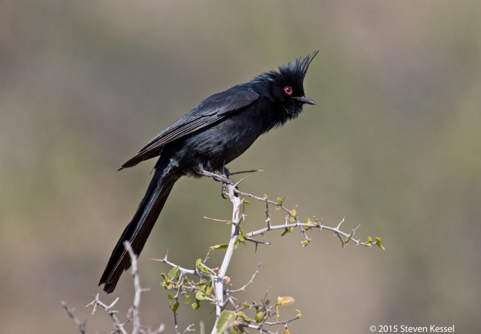 Чёрный шелковистый свиристель