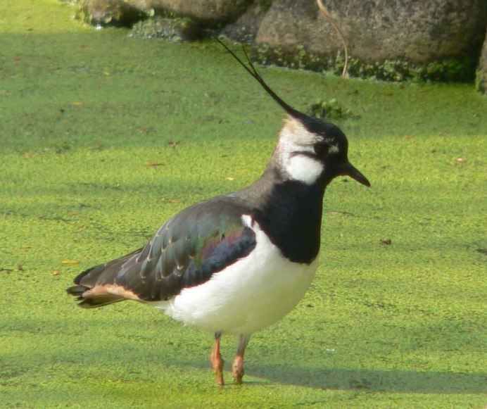 Хохлатая синица