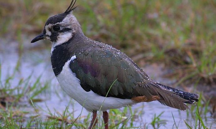 Венценосный журавль хохолок