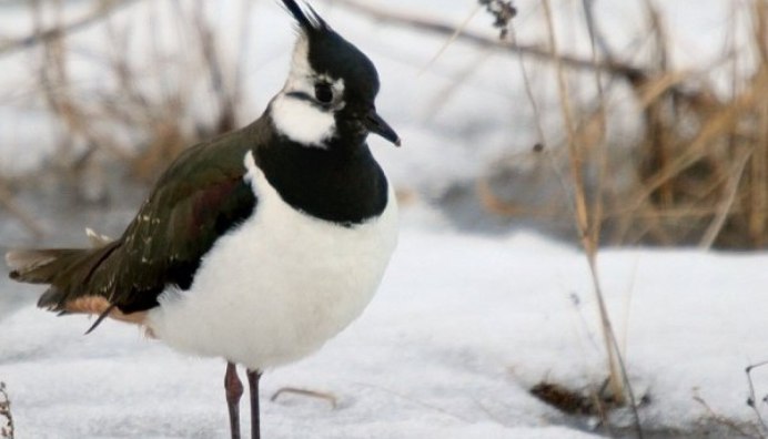 Птица с перьями на голове