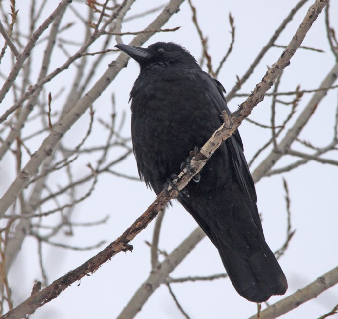 Дрозд с хохолком