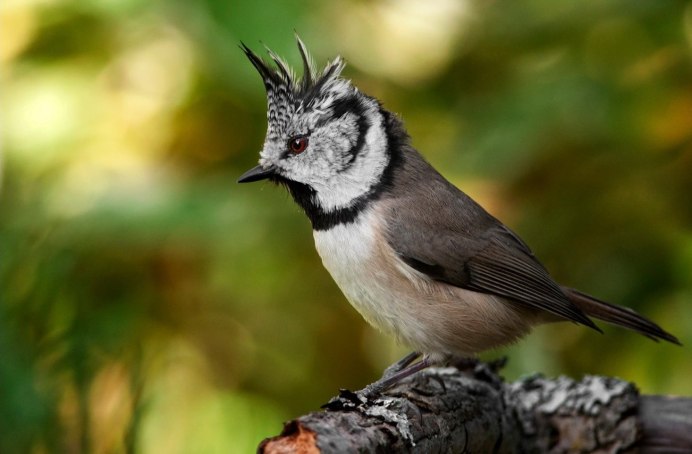 Птица с желтым хвостом