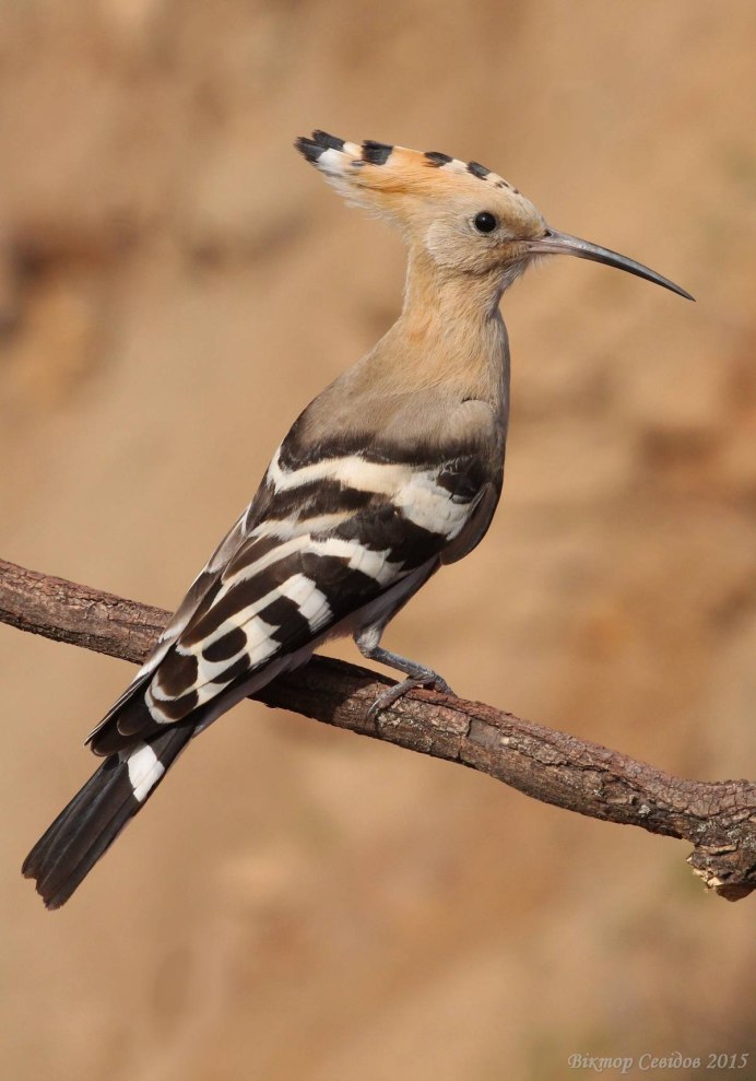 Хохолок на голове