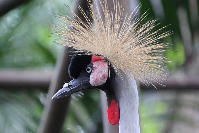 Серая птичка с хохолком Сибирь