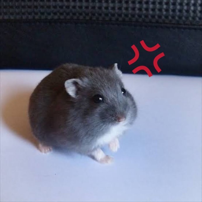 Чёрный джунгарский хомяк