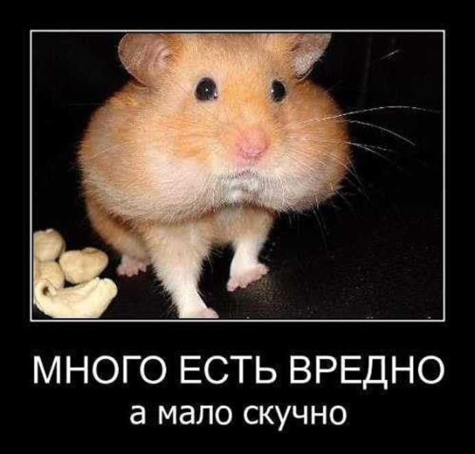 Хомяк с набитыми щеками