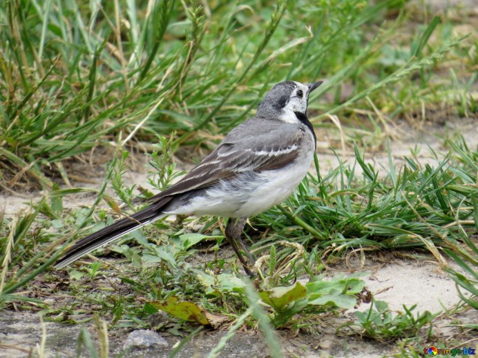 Scissor tailed Flycatcher