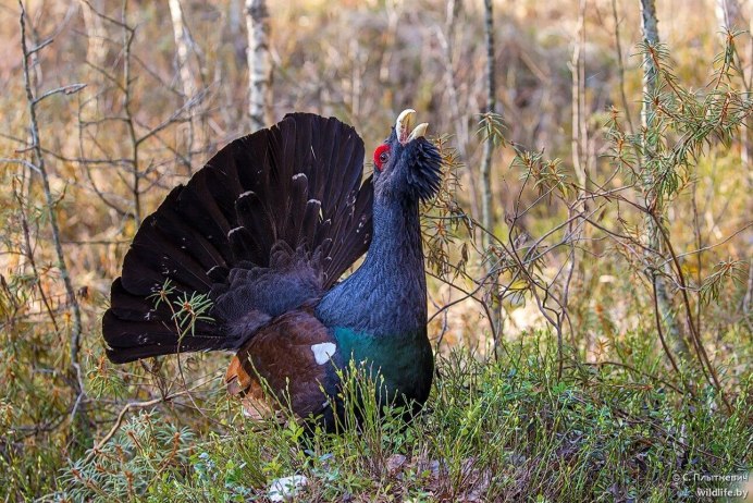 Capercaillie птица