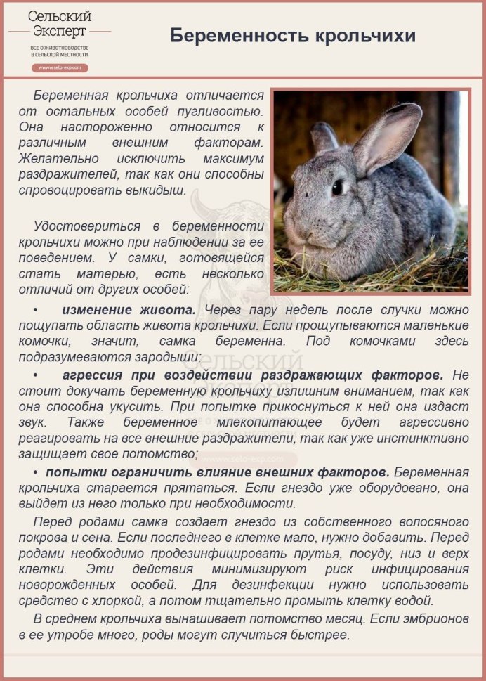 Крольчата Новорожденные в гнезде