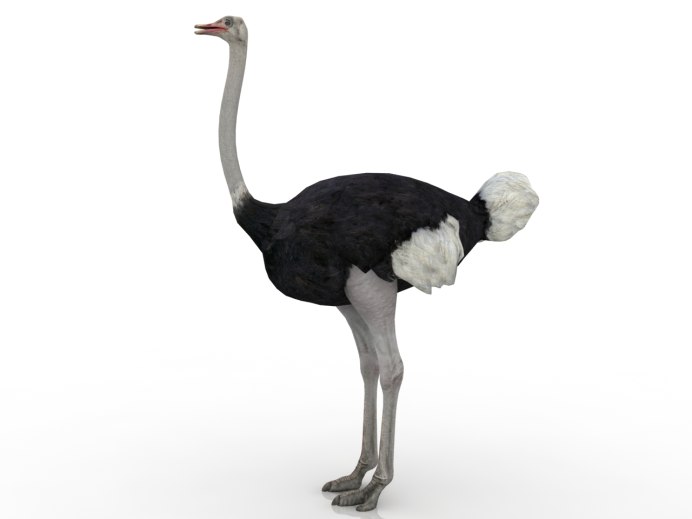 Страус на белом фоне