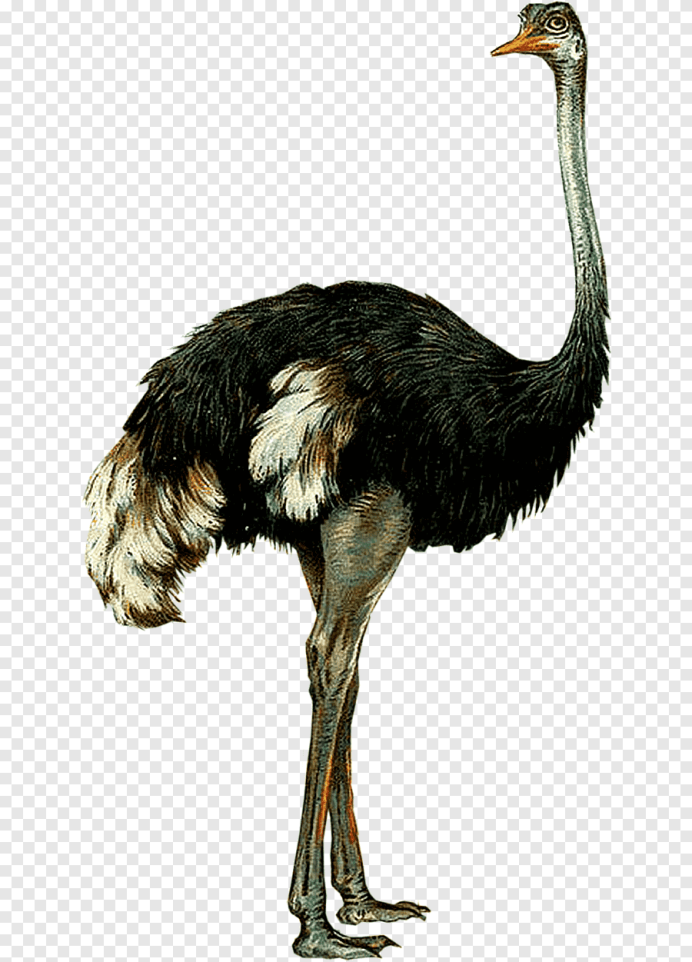 Белый страус