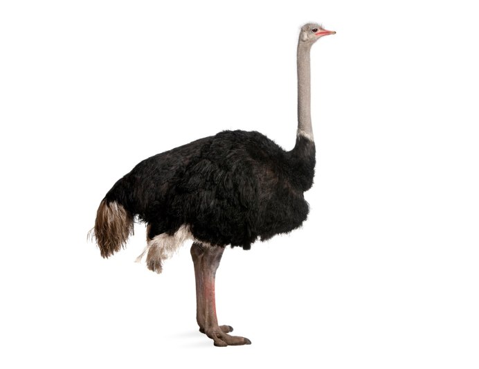 Африканский страус