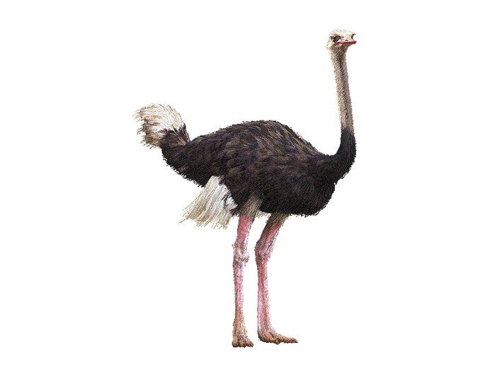 Африканский страус на белом фоне