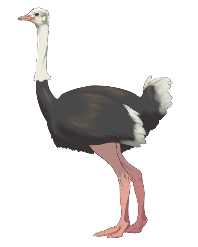Страус эму на прозрачном фоне