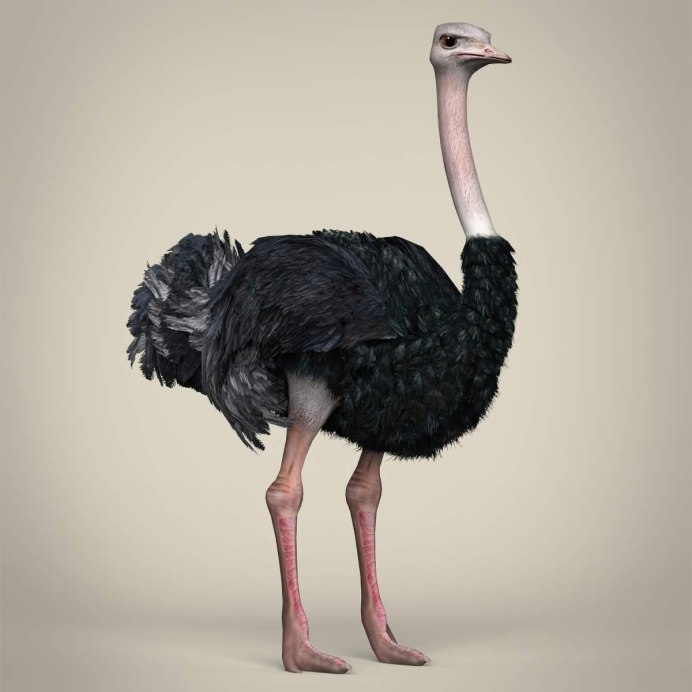 Ostrich 3