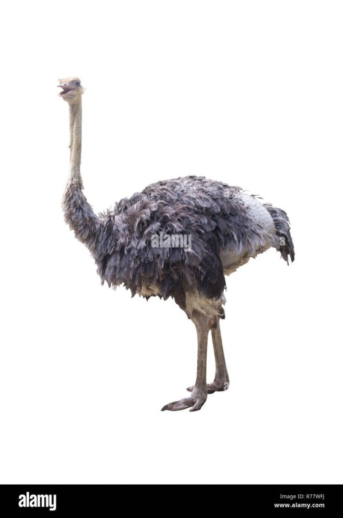 Ава страуса в полный рост