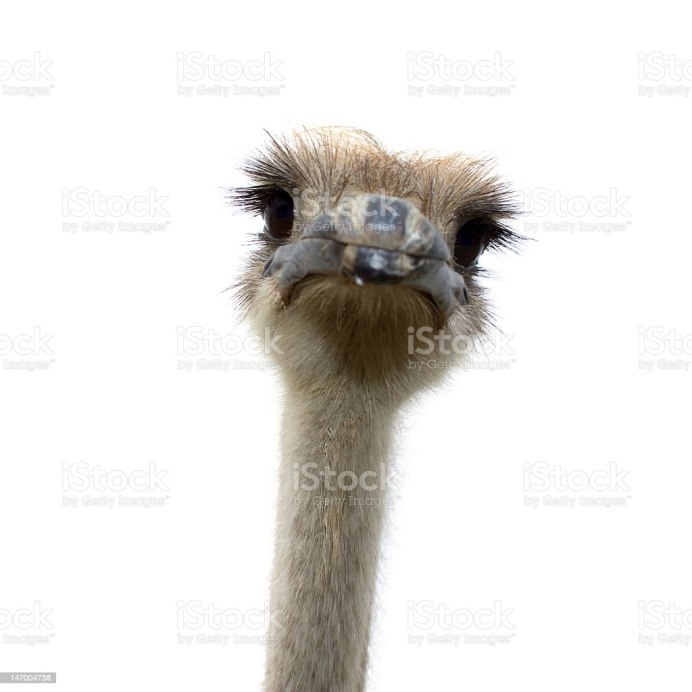 Голова страуса без фона