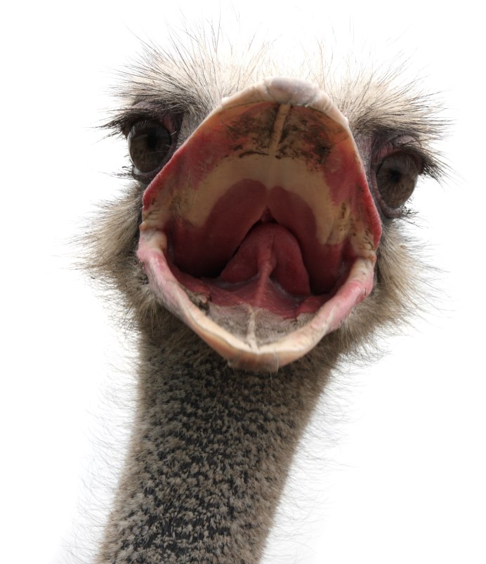 Голова страуса на прозрачном фоне