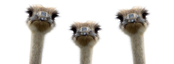 Страусенок на белом фоне