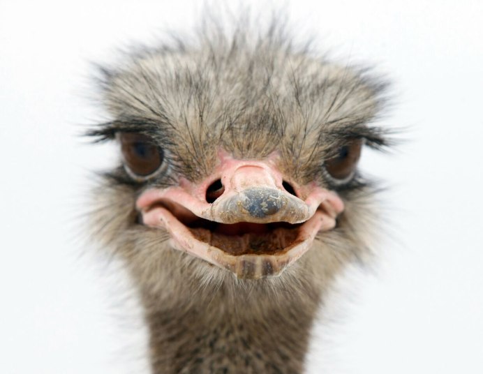 Страус морда