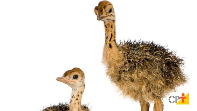 Schleich казуар