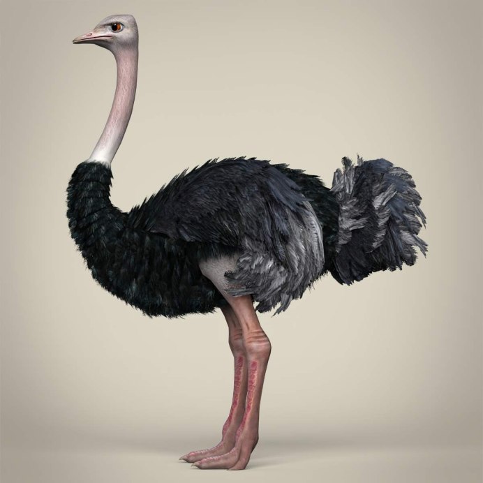 Шлемоносный казуар