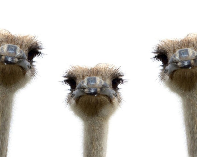 Страусенок на белом фоне