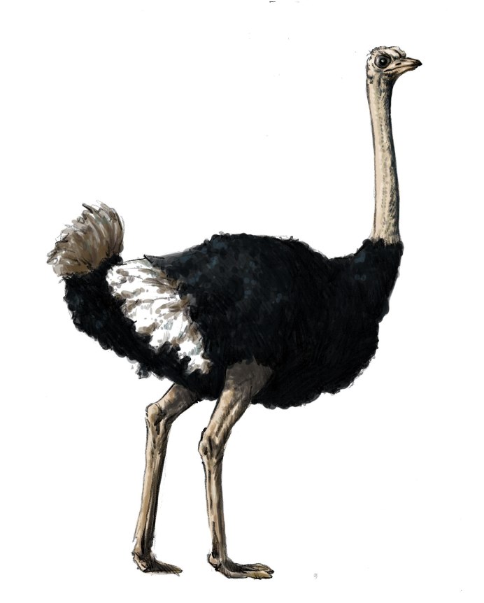 Птица страус