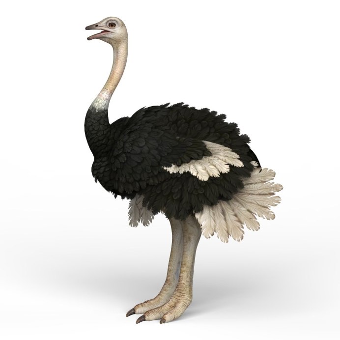 Страус с брекетами